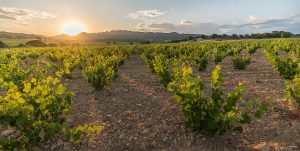 Viñedo de Jumilla.