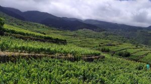 Paisaje Tacoronte-Acentejo, Canarias