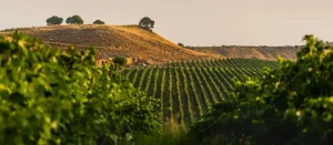 Viñedo de Raimat