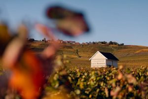 Louis Roederer repite como la champagne más admirada del mundo por séptimo año consecutivo
