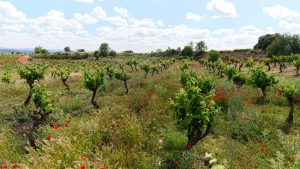 Cepas de más de 80 años, permacultura y viticultura regenerativa: Viña de Eufemia recupera el alma de Utiel-Requena