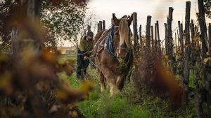 Un espumoso de Raventós i Blanc se cuela en el podio de The Wine Advocate junto a L’Ermita y Les Manyes