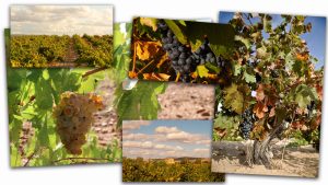 Zamora se presenta en Logroño por la puerta grande: Los vinos de Viñas del Cénit, en la cata Discover Spain 2026, de Tim Atkin