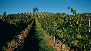 Ver el eclipse solar desde un viñedo: la propuesta de Condado de Haza en la Ribera del Duero
