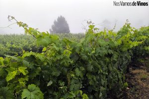 Island Wines Summit. Viñedo Ferrera Bodega.