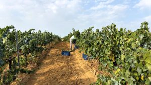La D.O.P. Condado de Huelva arranca la vendimia 2026 con la Moscatel de Grano Menudo