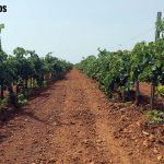 Replantar será más fácil gracias a un nuevo Real Decreto