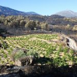 Nace la Plataforma Gredos Vivo para defender el viñedo como escudo contra los incendios