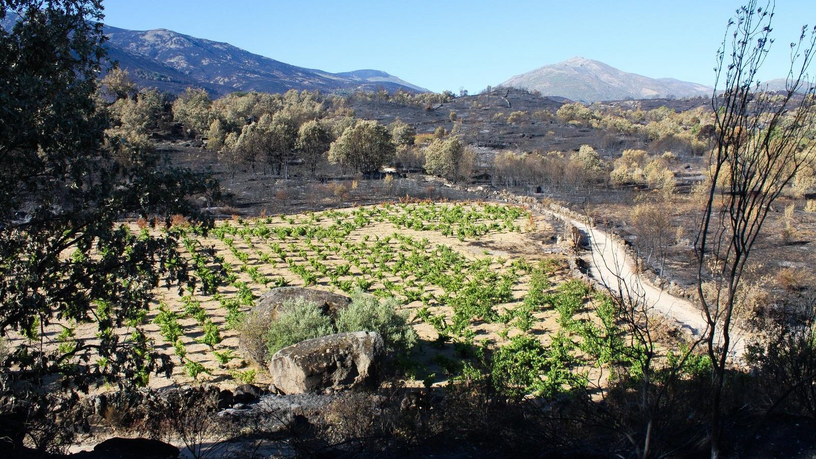 Nace la Plataforma Gredos Vivo para defender el viñedo como escudo contra los incendios