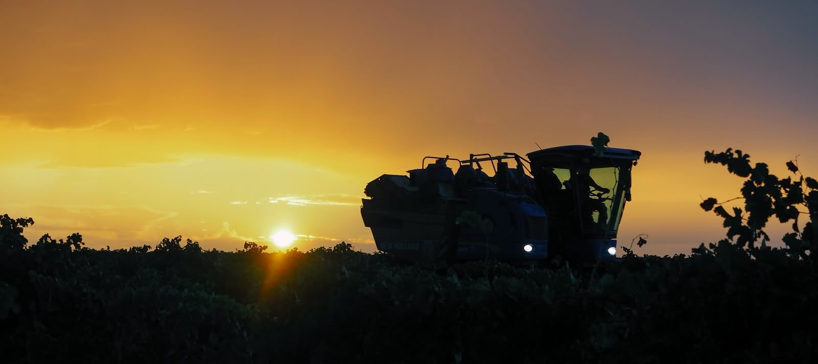 La vendimia 2026 de la D.O. Rueda cierra con buenas expectativas tras recoger 144,8 millones de kilos de uva