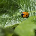 Viticultura regenerativa: solo certificarán los viñedos ecológicos