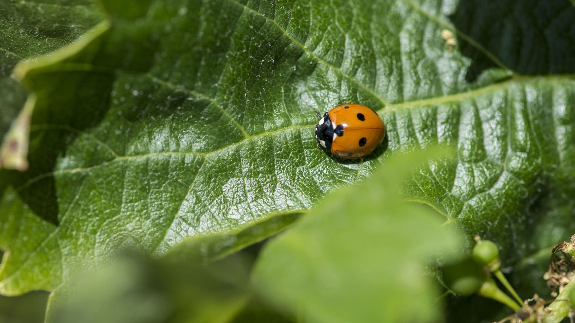 Viticultura regenerativa: solo certificarán los viñedos ecológicos