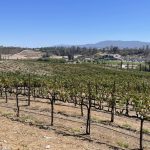 California publica la segunda edición de su mapa de viñedo: unas 177.700 hectáreas en pie y 19.100 arrancadas en un año