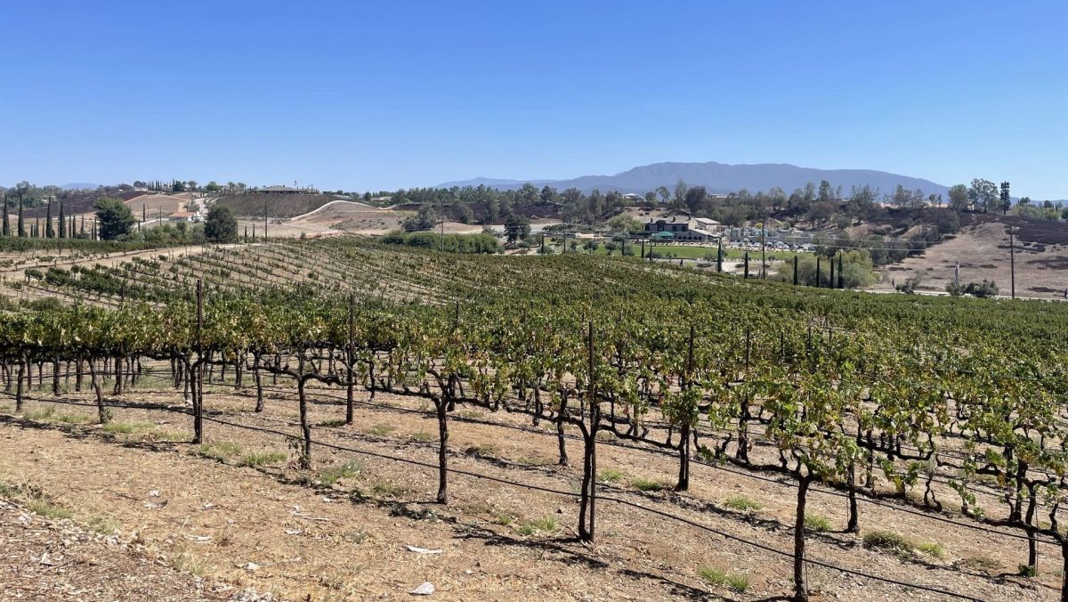 California publica la segunda edición de su mapa de viñedo: unas 177.700 hectáreas en pie y 19.100 arrancadas en un año