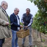 Navarra cierra la vendimia más temprana de su historia con 43,55 millones de kilos