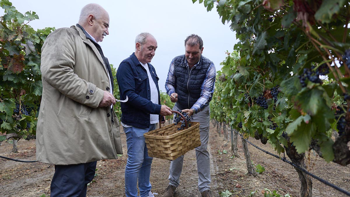 Navarra cierra la vendimia más temprana de su historia con 43,55 millones de kilos